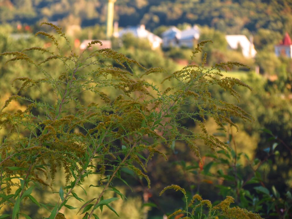 Ragweed