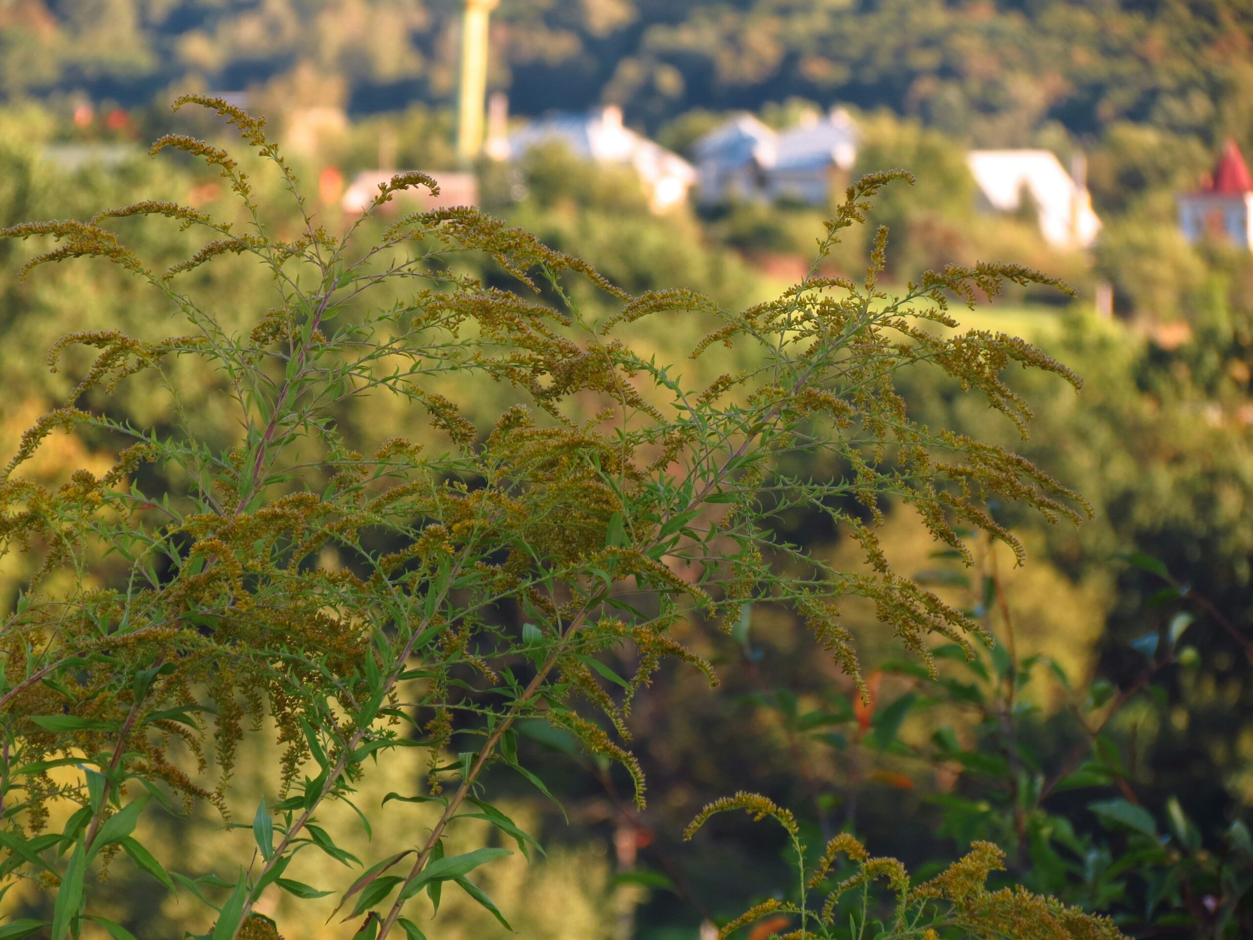Ragweed
